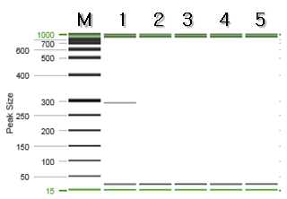 잔나비걸상버섯 특이 프라이머를 이용한 PCR 결과.