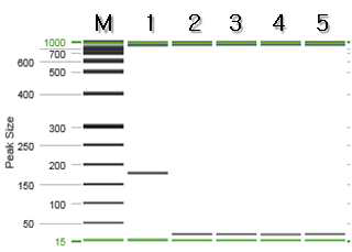 운지버섯 특이 프라이머를 이용한 PCR 결과.