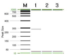 단풍나무 특이 프라이머를 이용한 PCR 결과.