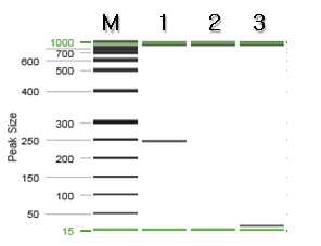 고로쇠나무 특이 프라이머를 이용한 PCR 결과.