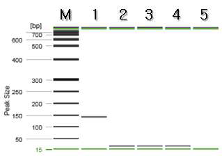 후추 특이 프라이머를 이용한 PCR 결과.