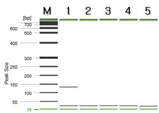 파슬리 특이 프라이머를 이용한 PCR 결과.