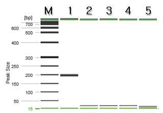 바질 특이 프라이머를 이용한 PCR 결과.