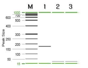 긴털족제비 특이 프라이머를 이용한 PCR 결과.