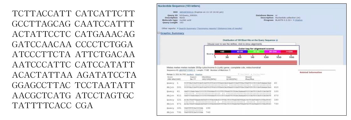 종 특이 PCR 산물의 염기서열 분석 결과 및 NCBI BLAST 검색 결과