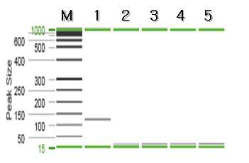 도루묵 특이 프라이머를 이용한 PCR 결과