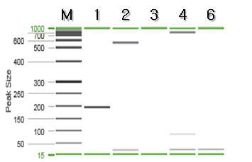 정어리 특이 프라이머를 이용한 PCR 결과.