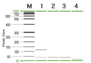 물레고둥 특이 프라이머를 이용한 PCR 결과.