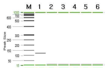홍민어 특이 프라이머를 이용한 PCR 결과.