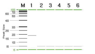 보구치 특이 프라이머를 이용한 PCR 결과.