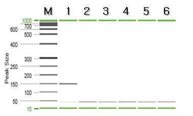 부세 특이 프라이머를 이용한 PCR 결과.