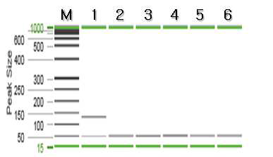 감성돔 특이 프라이머를 이용한 PCR 결과.