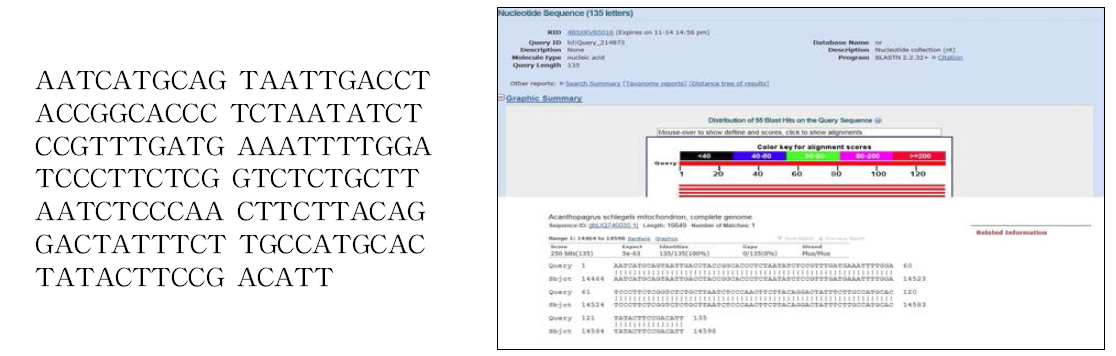 종 특이 PCR 산물의 염기서열 분석 결과 및 NCBI-BLAST 검색 결과