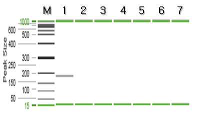 보리새우 특이 프라이머를 이용한 PCR 결과.