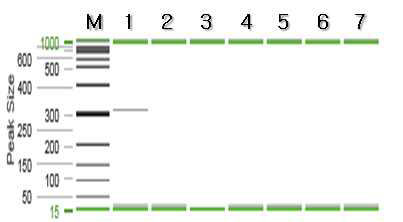 바나나새우 특이 프라이머를 이용한 PCR 결과.