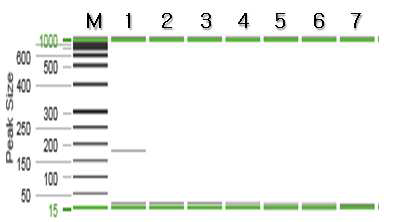블랙타이거새우 특이 프라이머를 이용한 PCR 결과.