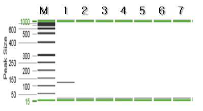 도화새우 특이 프라이머를 이용한 PCR 결과.