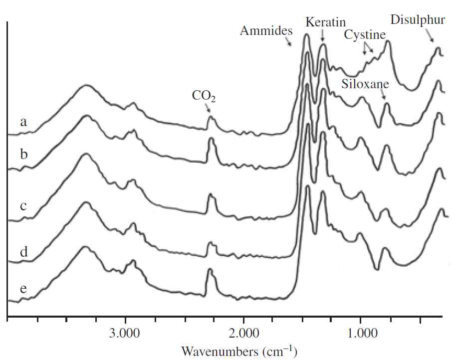다양한 동물 털의 FT-IR 관찰 결과