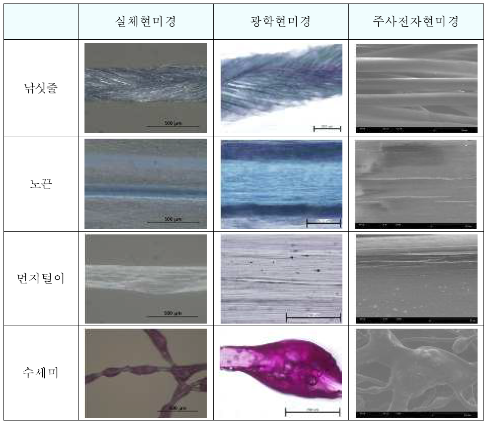 실, 끈류 형태학적 특성 비교