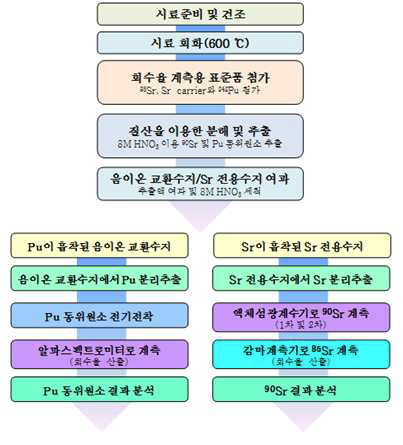 플루토늄 및 스트론튬 동위원소 분리방법(수산물 축차분석)