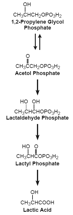 Phosphorylated propylene glycol metabolism in mammals