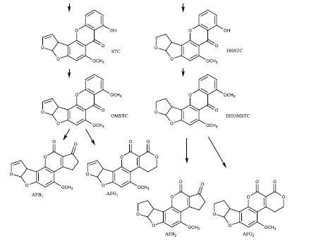 The aflatoxin and sterigmatocystin biosynthetic pathway