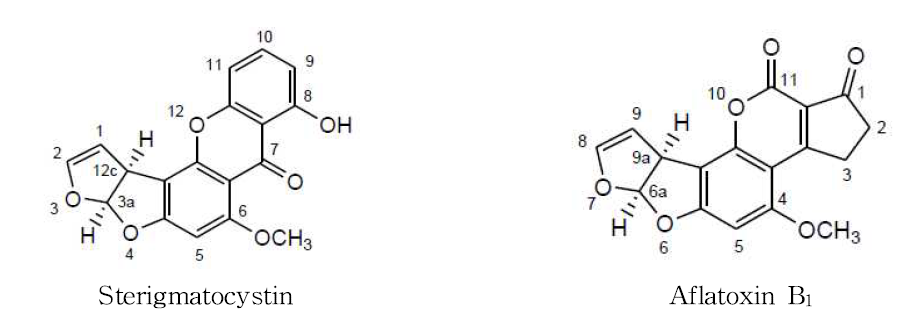 Chemical structures of sterigmatocystin and aflatoxin B1.