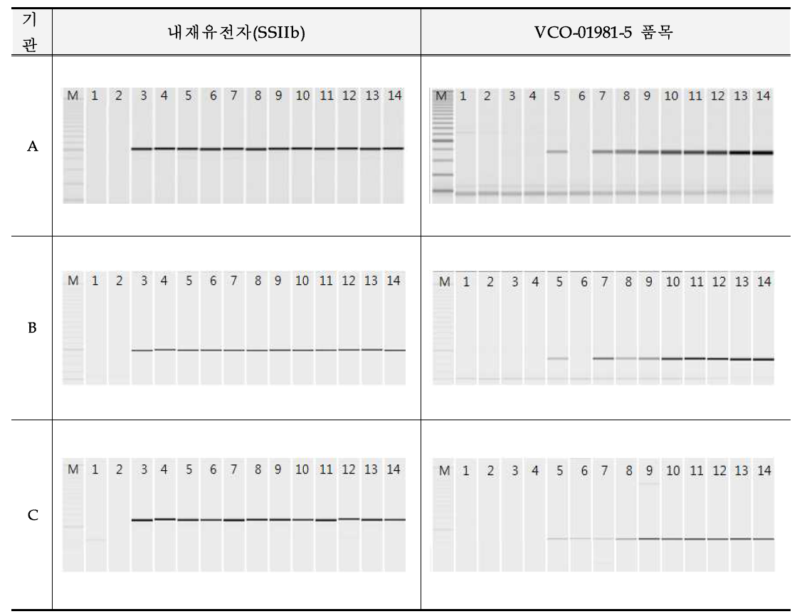 유전자변형 옥수수 VCO-01981-5에 대한 정성시험법의 민감도 시험 결과