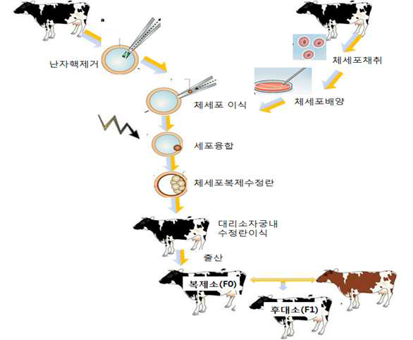 복제소 생산과정