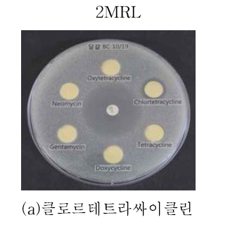 달걀에 적용한 양성확인 물질의 MRL농도별 저지환 디스크.