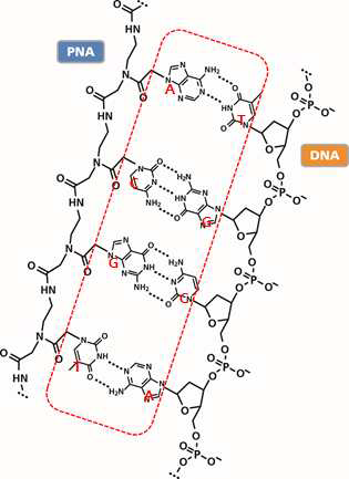 PNA-DNA 결합 모식도