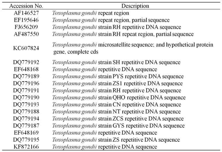 T. gondii 528 repeat region의 reference sequence