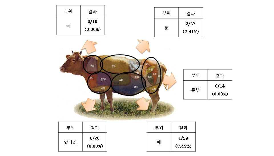 우육 샘플의 부위별 A사 T. gondii ELISA kit 양성율