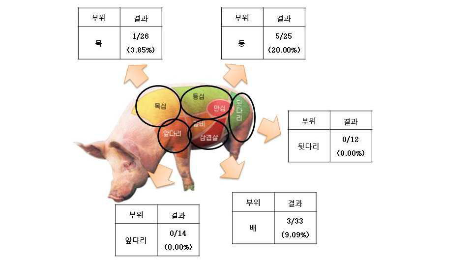 돈육 샘플의 부위별 B사 T. gondii ELISA kit 양성율