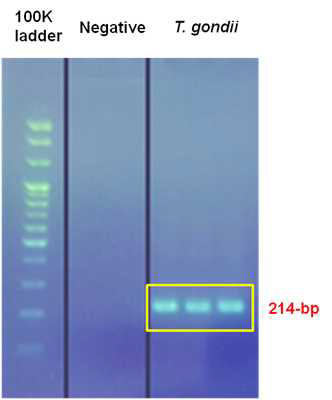 타입별 톡소포자충 및 비 목적 유전자의 PCR결과
