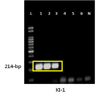 톡소포자충 type 1 KI-1 strain의 민감도 확인 결과