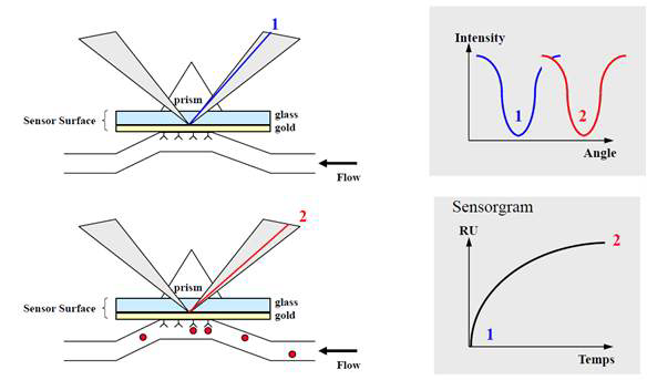 SPR Surface Plasmon Resonance) 의 원리