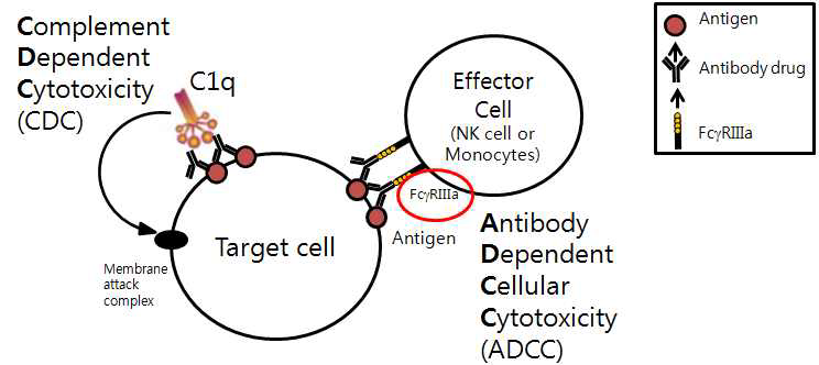 항체의약품이 생활성을 나타내는 방법(CDC, ADCC)
