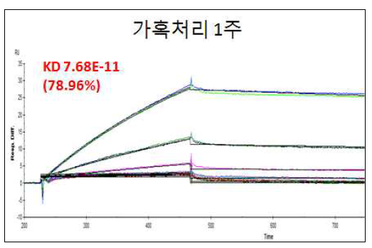 Golimumab의 가혹1주 sensorgram