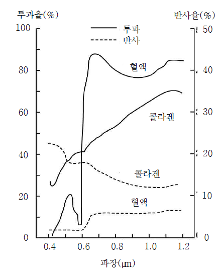 혈액및콜라겐의광학적특성