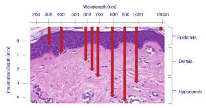 광원의 파장에 따른 피부 투과 깊이