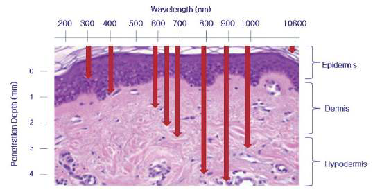 광원의 파장에 따른 피부 투과 깊이