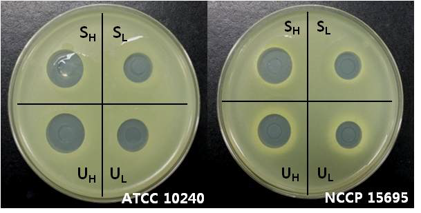 Micrococcus luteus의 원통평판법 결과 사진