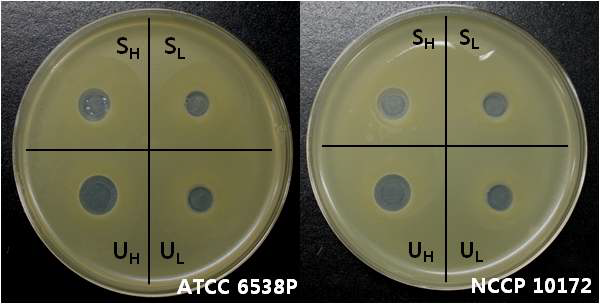 Staphylococcus aureus의 원통평판법 결과 사진