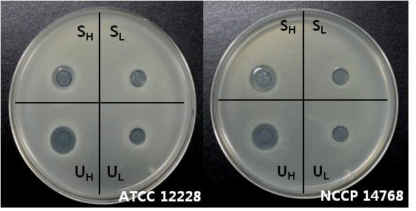 Staphylococcus epidermidis의 원통평판법 결과 사진