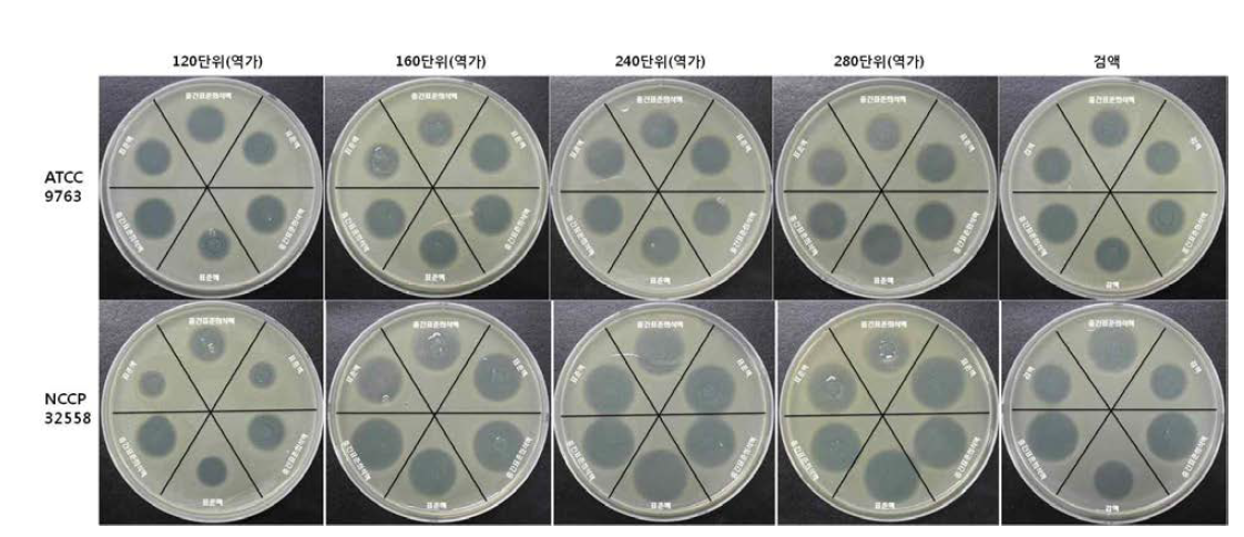 Saccharomyces cerevisiae의 원통평판법 결과 사진