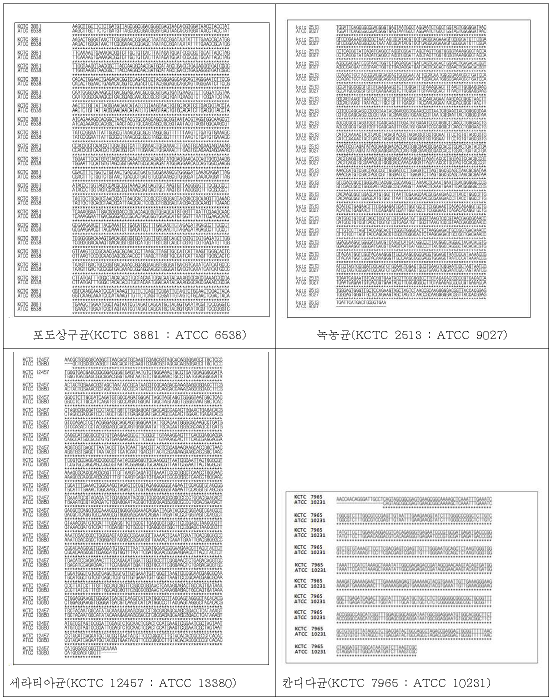 ATCC 및 KCTC 균구들의 16s rRNA, 26s rRNA 비교