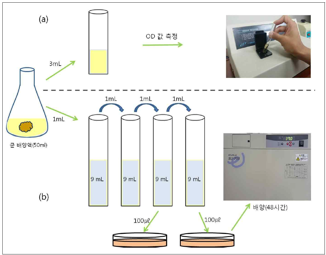 생균수 측정 요약. (a)흡광도 측정법 (b) 평판배양법. 평판배양법 중 배양(48시간)