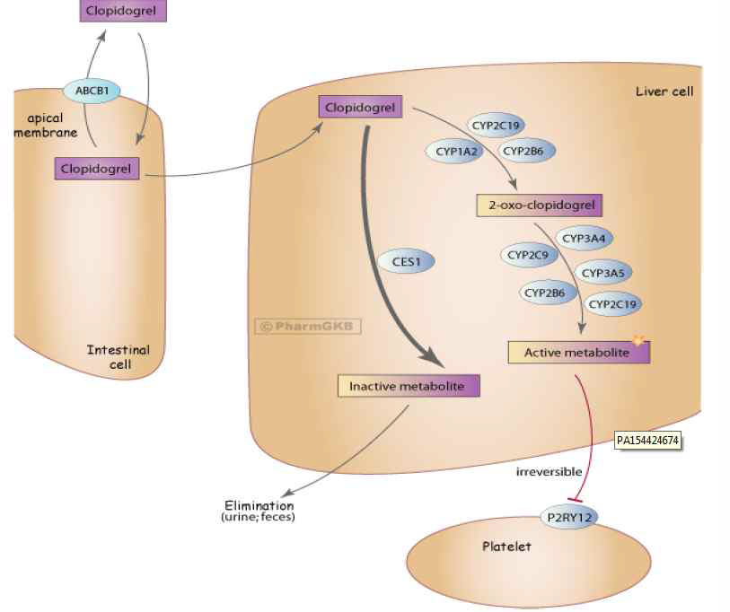 Clopidogrel 약리기전