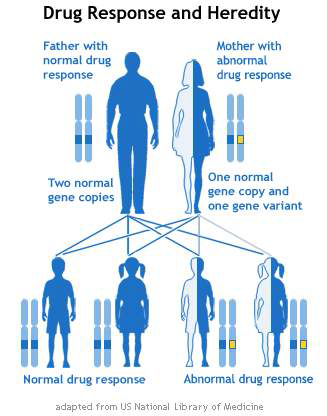 약물유전형이 약물반응에 미치는 영향